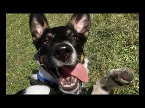 Made my Day of Silent Storm Obedience Summer camp