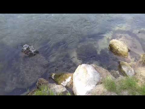 Die Alz (Wald an der Alz): Gedächtnisfischen IV