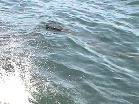 Great White Shark Bite, Gansbaai, Western Cape, South Africa