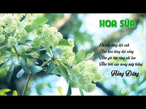 Hoa Sữa | Thu Phuong Music