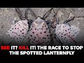 Spotted Lanternfly: Everything you need to know about tree-destroying invasive pest