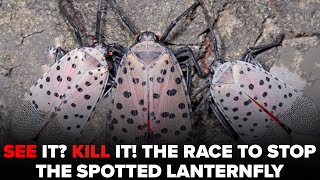Spotted Lanternfly: Everything you need to know about tree-destroying invasive pest