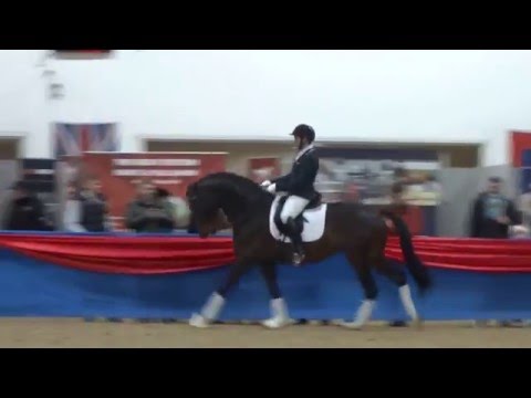 British Stallion Event 2016: Franklin (canter)