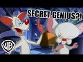 Pinky The Brain Moments That Make Me Question Who S REALLY The Genius Animaniacs GenerationWB