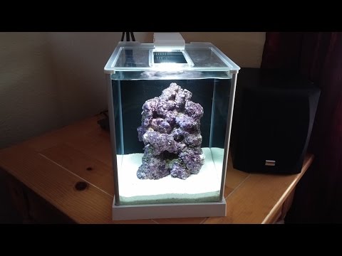 How to setup a Pico Reef Tank - Fluval SPEC 3 - Day 1