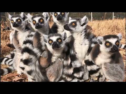 Monochamus scutellatusについて詳しく解説