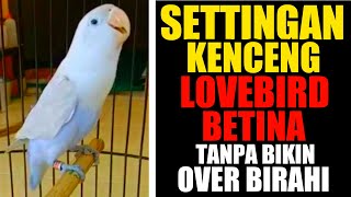 Download lagu SETTINGAN LOVEBIRD BETINA CEPAT GACOR TANPA OVER BIRAHI mp3