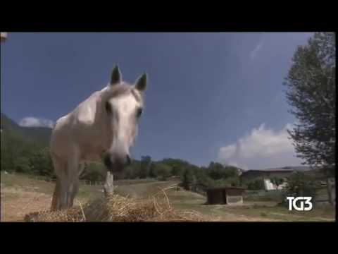 TG3 Emilia Romagna   Siccità nel piacentino