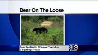 Two Bear Sightings Reported In Winslow Township