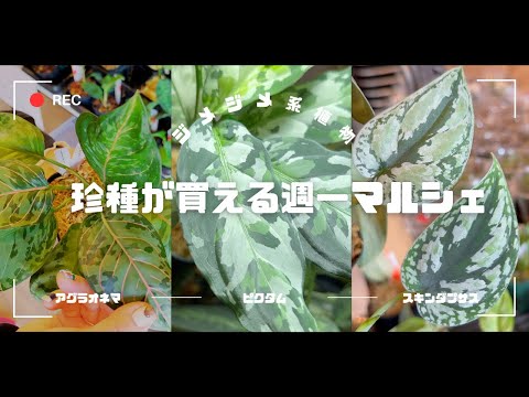 一般的なホアハウンド 植物