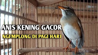 Download lagu burung Anis kening gacor mp3