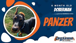 Download Lagu 6-Month-Old Doberman | Best Doberman Training | Off Leash K9 | Board u0026 Train | Missouri Thumbnail