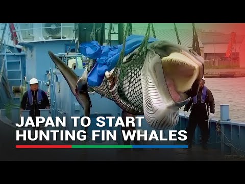 Japan to start hunting fin whales, potentially scaling up commercial whaling
