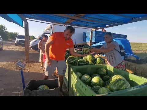 Lubenita de Gottlob este la mare căutare în acest an.