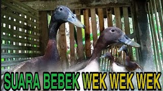 Download lagu SUARA BEBEK WEK WEK WEK||SUARA BEBEK KETAWA||SUARA BEBEK LUCU mp3