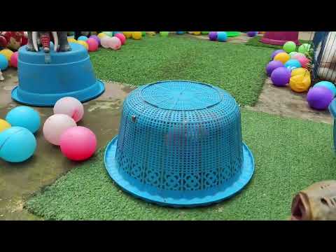 Catch Cute Chicken, colorful chicken, rainbow chicken, rabbit, duck, Cute Animals