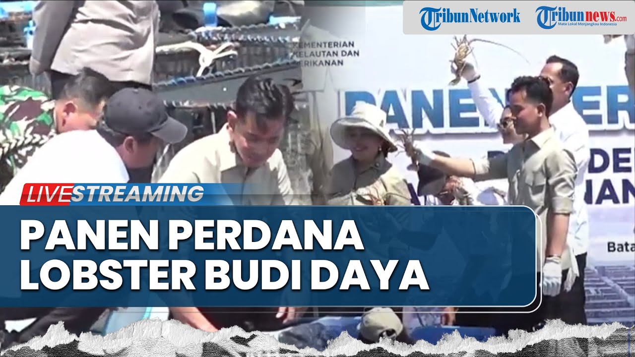 🔴LIVE: PANEN PERDANA LOBSTER DI MODELING BUDI DAYA BALAI PERIKANAN BUDI DAYA LAUT (BPBL) BATAM