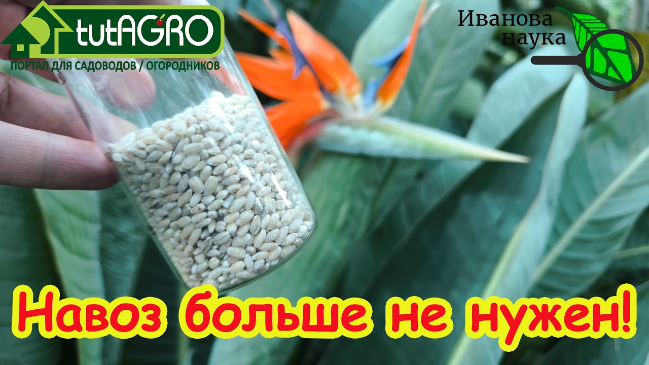 Навоз больше не нужен! Полстакана этого заменят целую тонну. 1 капля в лунку ?