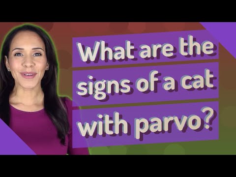 What are the signs of a cat with parvo?