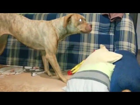 Zuzka dostała kuraka