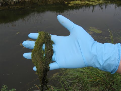 Algae Identification and Treatment || Saskatchewan Agriculture