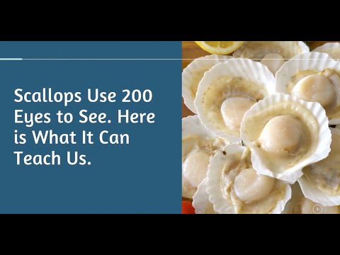 Scallops Use 200 Eyes to See. Here is What It Can Teach Us.