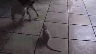preview picture of video 'Rat Terrier playing with a RAT!'