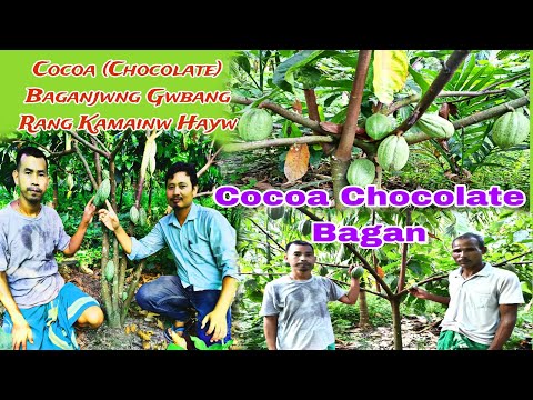 Cocoa Chocolate Baganjwng Gwbang income/Amazing cultivator Jonash Narzary/how to grow cocoa?