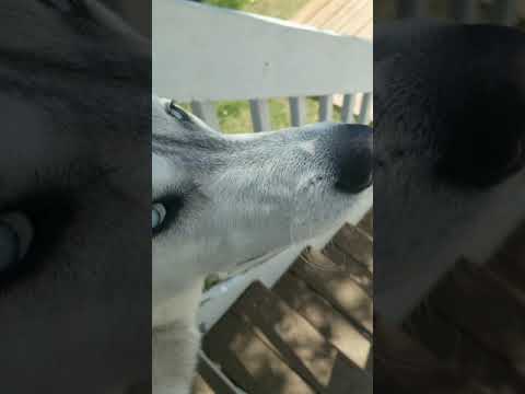 Ibby the best dog ever season 1 episode 3