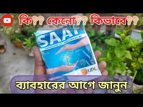 সাফ ছত্রাকনাশক কি?কেনো?কিভাবে ?Best use of Saaf fungicide #SAAF