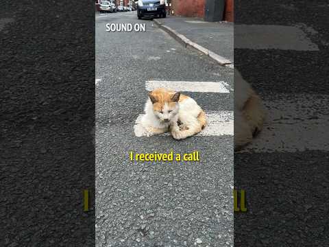 ❤️ I QUICKLY NAMED HIM RUSTY ❤️ #catrescue  #cat  #cats  #animals  #love