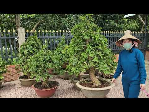 #Mai Vàng_24/10☎️0377435983👉🏻BG 9 Cây Mai Giảo Nhung hoành lớn đế đẹp,già mùa/Giá Rẻ/CS Cần Thơ HG