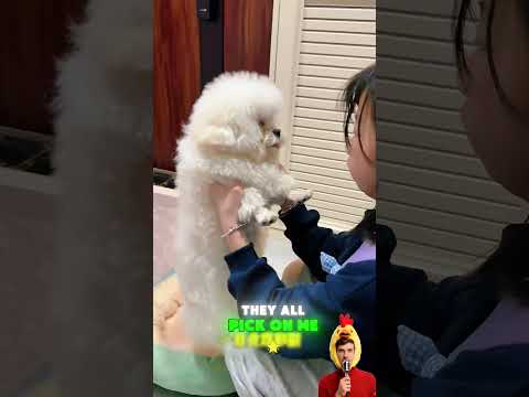 How did an identical dog appear at home? 🐕‍🦺❓🏠 #funnyvideos#pets #shorts