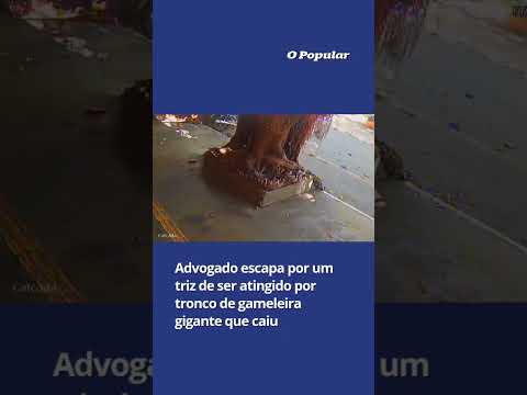 Advogado escapa por um triz de ser atingido por tronco de gameleira gigante que caiu