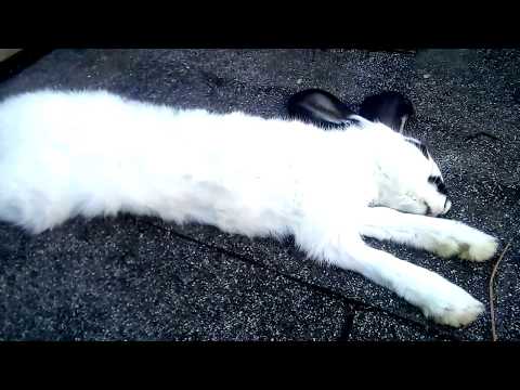 Еще одна жертва кукурузы