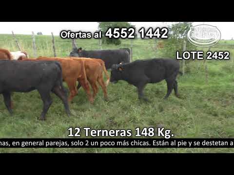 Lote 12 Terneras 7 SH y 5 SH c/  AA. 148kg -  en Costas de Rosario - R53 a 15 km de Nueva Helvecia