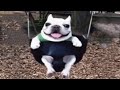 Dog On A Swing Dog On Swing Meme собака на качелях мем