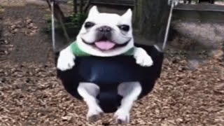 Cover art for Dog on a swing