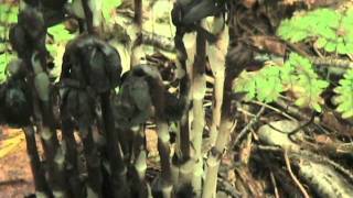 Wander with White Wolf 2