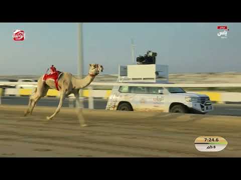 ش 2 (الغزال) لـ هجن الشحانية 12:34:26  ، مهرجان ختامي الشحانية 2026/04/26 ثنايا