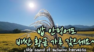 시골에서 황금을 버는 행복을 누리세요. the sound of autumn harvests