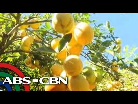 download lagu mp3 mp4 Lemon Tv, download lagu Lemon Tv gratis, unduh video klip Lemon Tv