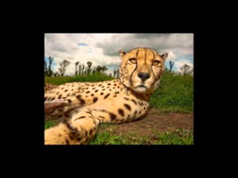 HailDiHi(Gauthier Malou & Matinda di Lion).wmv