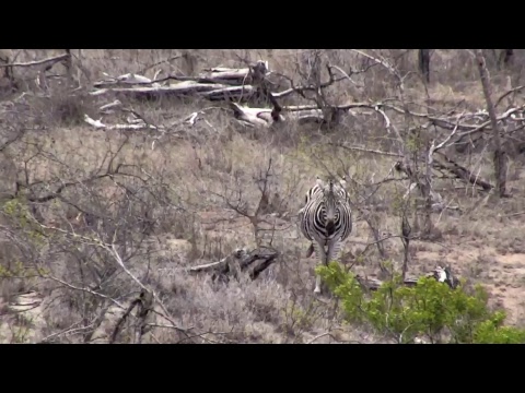 Djuma Private Game Reserve Live Stream