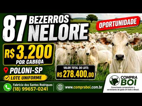 🐂 87 Bezerros Nelore à Venda em Poloni-SP  Lote Uniforme para Recria e Engorda