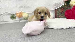 ハーフ犬の動画01