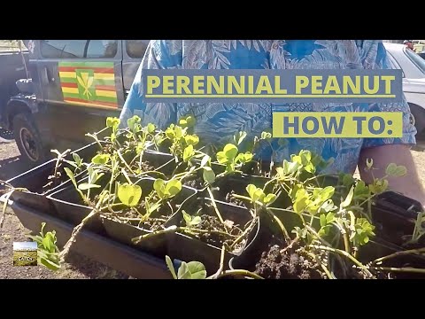 HOW-TO: Use Perennial Peanut Groundcover | Principles of Permaculture | Eat And Be Eaten