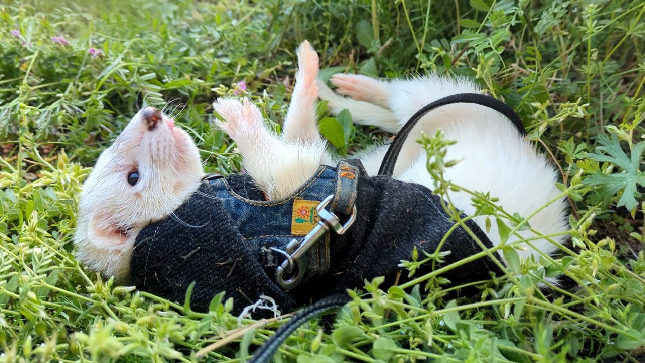 どんな時も飼い主の加護を受けているフェレット【思い出】