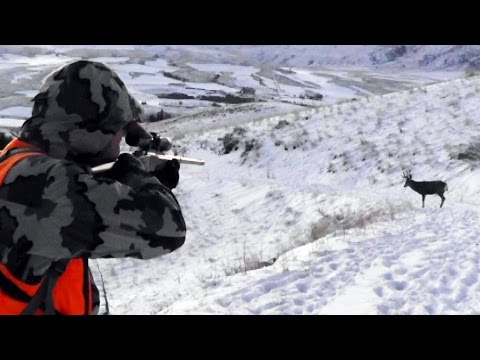 download lagu mp3 mp4 A Deer, download lagu A Deer gratis, unduh video klip A Deer
