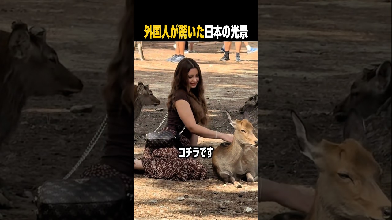 自由すぎる奈良の野良鹿